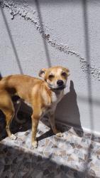 Lost Male Dog last seen Jardines botánicos, Guadalajara, Jal. 