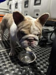 Found/Stray Male Dog last seen Cranberry isle dr & Verdugo lane, Bakersfield, CA 93314