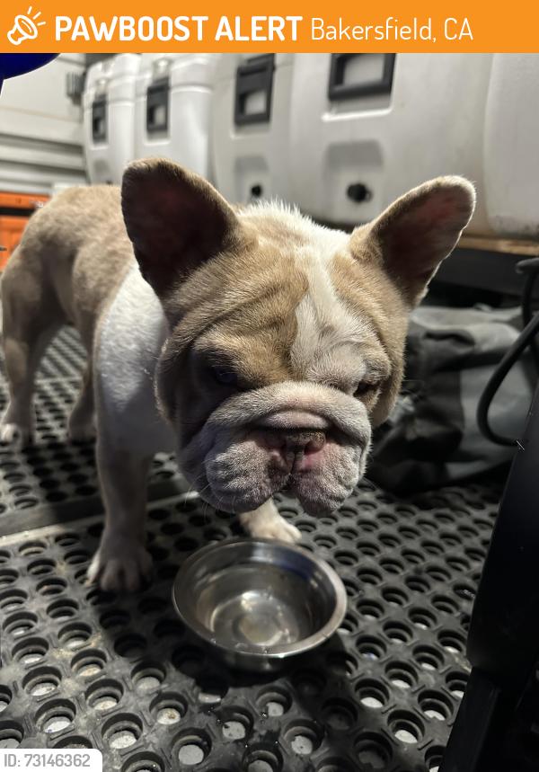 Found/Stray Male Dog last seen Cranberry isle dr & Verdugo lane, Bakersfield, CA 93314