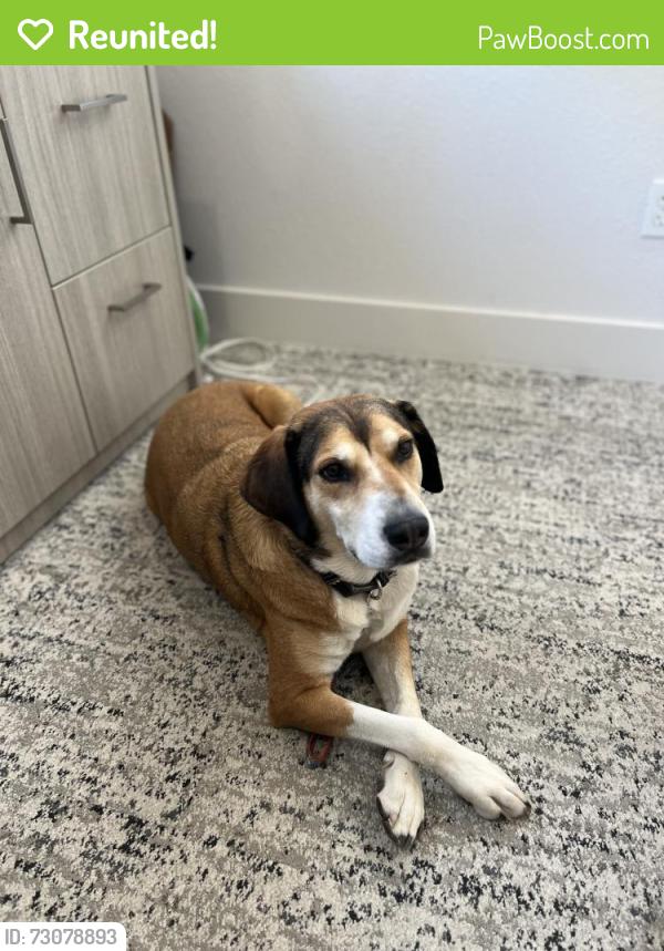 Reunited Male Dog last seen 35th ave and thunderbird, Phoenix, AZ 85029