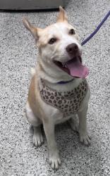Shelter Stray Female Dog last seen Near BLOCK W GRAND BLVD, DETROIT MI 48208, 7401 Chrysler Dr, Detroit, MI 48211, USA