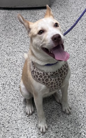 Shelter Stray Female Dog last seen Near BLOCK W GRAND BLVD, DETROIT MI 48208, 7401 Chrysler Dr, Detroit, MI 48211, USA
