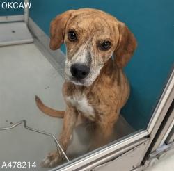 Shelter Stray Female Dog last seen Near BLOCK NE 19TH ST, OKLAHOMA CITY OK 73111, 2811 SE 29th St, Oklahoma City, OK 73129, USA