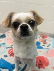 Shelter Stray Male Dog last seen Near BLOCK SYRACUSE ST, 12155 Park Blvd, Brighton, CO 80601, USA