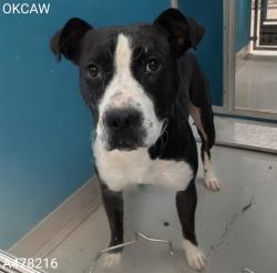 Shelter Stray Male Dog last seen Near BLOCK NE 27TH PL, OKLAHOMA CITY OK 73111, 2811 SE 29th St, Oklahoma City, OK 73129, USA