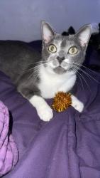 Reunited Male Cat last seen Near NE 41st Dr, Pompano Beach, FL 33064, USA, Pompano Beach, FL 33064