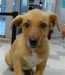 Shelter Stray Female Dog last seen DOG WAS FOUND IN UHAUL PARKING LOT, 2811 SE 29th St, Oklahoma City, OK 73129, USA