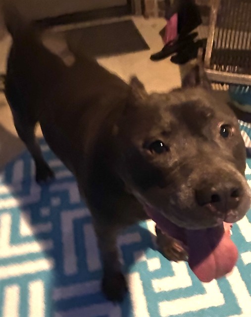 Shelter Stray Male Dog last seen , 2811 SE 29th St, Oklahoma City, OK 73129, USA