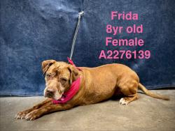 Shelter Stray Female Dog last seen , West Valley Animal Shelter, 20655 Plummer St, Chatsworth, CA 91311, USA