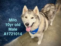 Shelter Stray Male Dog last seen , West Valley Animal Shelter, 20655 Plummer St, Chatsworth, CA 91311, USA