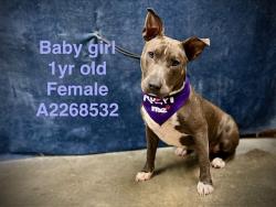 Shelter Stray Female Dog last seen , West Valley Animal Shelter, 20655 Plummer St, Chatsworth, CA 91311, USA
