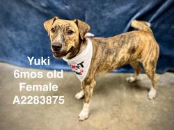 Shelter Stray Female Dog last seen , West Valley Animal Shelter, 20655 Plummer St, Chatsworth, CA 91311, USA