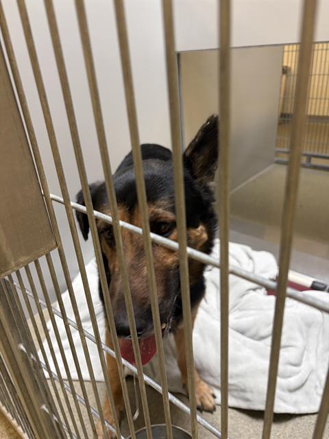 Shelter Stray Male Dog last seen Near BLOCK S 4015 W, TAYLORSVILLE UT 84129, 4522 W 3500 S, West Valley City, UT 84120, USA