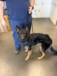 Shelter Stray Female Dog last seen , West Valley Animal Shelter, 20655 Plummer St, Chatsworth, CA 91311, USA