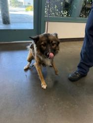 Shelter Stray Male Dog last seen , West Valley Animal Shelter, 20655 Plummer St, Chatsworth, CA 91311, USA
