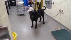 Shelter Stray Male Dog last seen Near BLOCK W BAYAUD AVE, DENVER CO 80223, 1241 W Bayaud Ave, Denver, CO 80223, USA