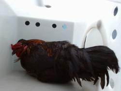 Shelter Stray Male Bird last seen Near BLOCK LOUISIANA BLVD NE, 11800 Sunset Gardens Rd SW, Albuquerque, NM 87121, USA