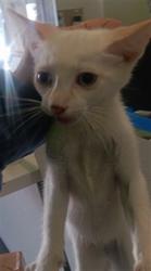 Shelter Stray Unknown Cat last seen , 1850 W 60th St, Los Angeles, CA 90047, USA