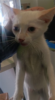 Shelter Stray Unknown Cat last seen , 1850 W 60th St, Los Angeles, CA 90047, USA
