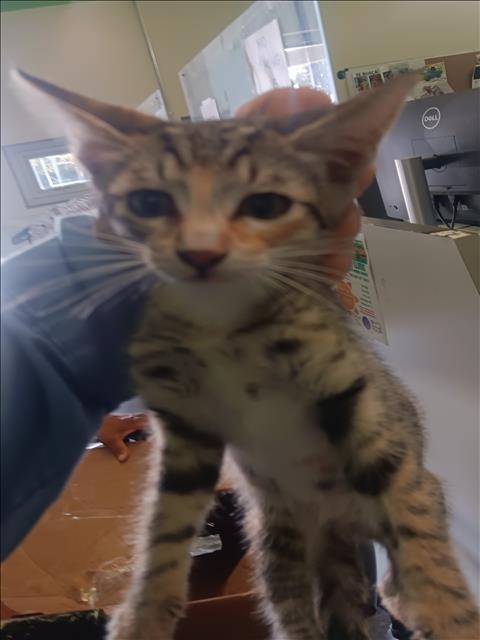 Shelter Stray Unknown Cat last seen , 1850 W 60th St, Los Angeles, CA 90047, USA
