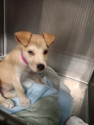 Shelter Stray Female Dog last seen , 1850 W 60th St, Los Angeles, CA 90047, USA
