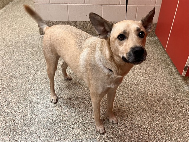 Shelter Stray Male Dog last seen Near BLOCK B ST, COLORADO SPRINGS CO 80906, 610 Abbot Ln, Colorado Springs, CO 80905, USA