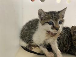 Shelter Stray Male Cat last seen Near BLOCK W CLEVELAND AVE, 3839 W Burnham St, West Milwaukee, WI 53215, USA