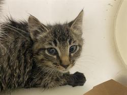 Shelter Stray Male Cat last seen Near BLOCK W CLEVELAND AVE, 3839 W Burnham St, West Milwaukee, WI 53215, USA