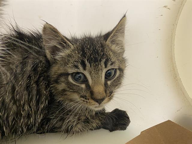 Shelter Stray Male Cat last seen Near BLOCK W CLEVELAND AVE, 3839 W Burnham St, West Milwaukee, WI 53215, USA