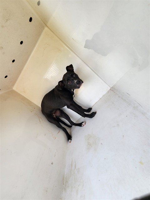 Shelter Stray Female Dog last seen SUHILL, 4950 SW Triana Blvd, Huntsville, AL 35805, USA