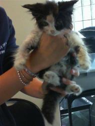 Shelter Stray Female Cat last seen OLD MADISON PIKE, 4950 SW Triana Blvd, Huntsville, AL 35805, USA