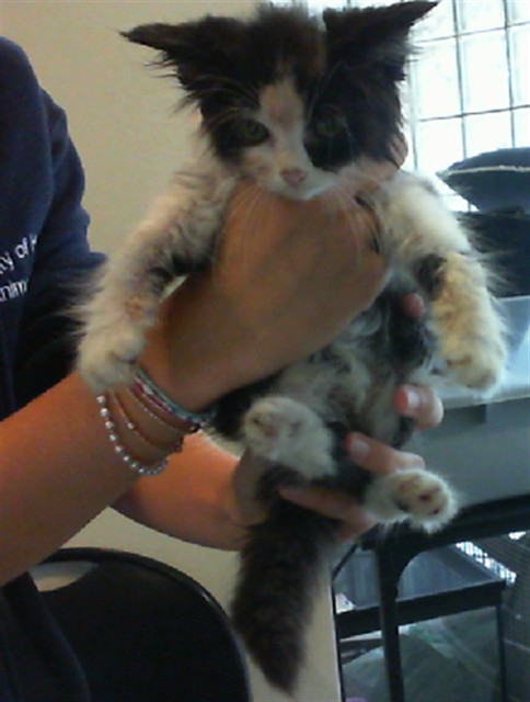 Shelter Stray Female Cat last seen OLD MADISON PIKE, 4950 SW Triana Blvd, Huntsville, AL 35805, USA