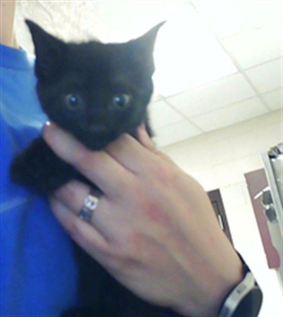 Shelter Stray Female Cat last seen Near BLOCK VASS RD, SPRING LAKE NC 28390, 4704 Corporation Dr, Fayetteville, NC 28306, USA