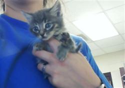 Shelter Stray Male Cat last seen Near BLOCK VASS RD, SPRING LAKE NC 28390, 4704 Corporation Dr, Fayetteville, NC 28306, USA