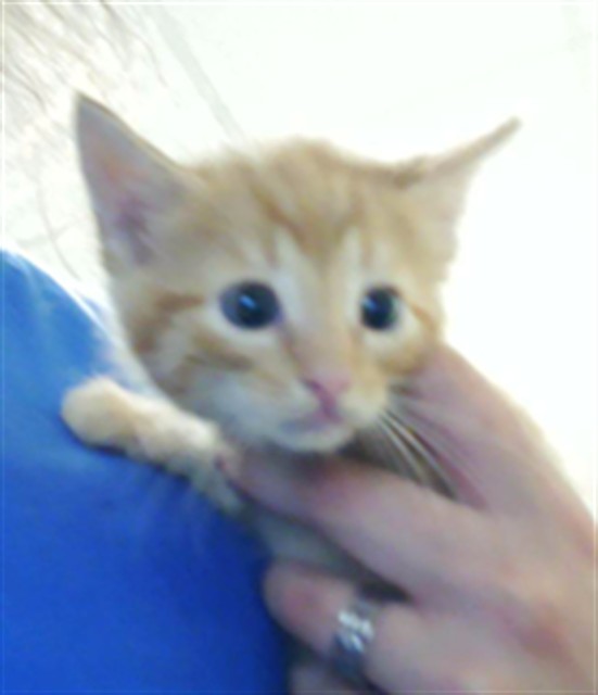 Shelter Stray Male Cat last seen Near BLOCK VASS RD, SPRING LAKE NC 28390, 4704 Corporation Dr, Fayetteville, NC 28306, USA