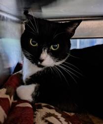 Shelter Stray Male Cat last seen CHARLOTTE, 8315 Byrum Dr, Charlotte, NC 28217, USA