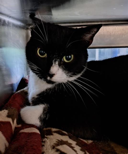 Shelter Stray Male Cat last seen CHARLOTTE, 8315 Byrum Dr, Charlotte, NC 28217, USA