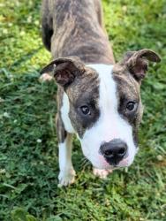 Shelter Stray Male Dog last seen WEST ALTON, 4850 Mid Rivers Mall Dr, St Peters, MO 63376, USA