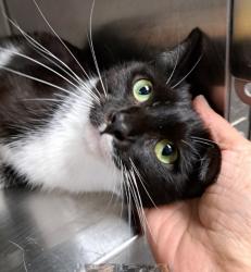 Shelter Stray Female Cat last seen CHARLOTTE, 8315 Byrum Dr, Charlotte, NC 28217, USA
