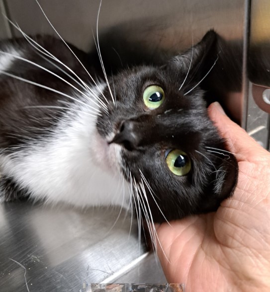 Shelter Stray Female Cat last seen CHARLOTTE, 8315 Byrum Dr, Charlotte, NC 28217, USA