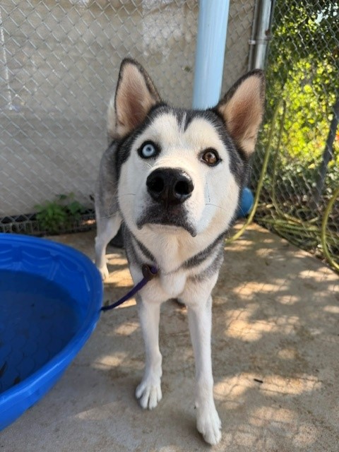 Shelter Stray Male Dog last seen CHARLOTTE, 8315 Byrum Dr, Charlotte, NC 28217, USA