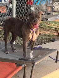Shelter Stray Female Dog last seen CHARLOTTE, 8315 Byrum Dr, Charlotte, NC 28217, USA
