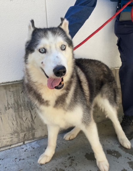 Shelter Stray Male Dog last seen , 14409 Vanowen St, Van Nuys, CA 91405, USA