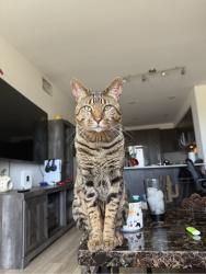 Lost Male Cat last seen Camino las ramblas / via california, San Juan Capistrano, CA 92675