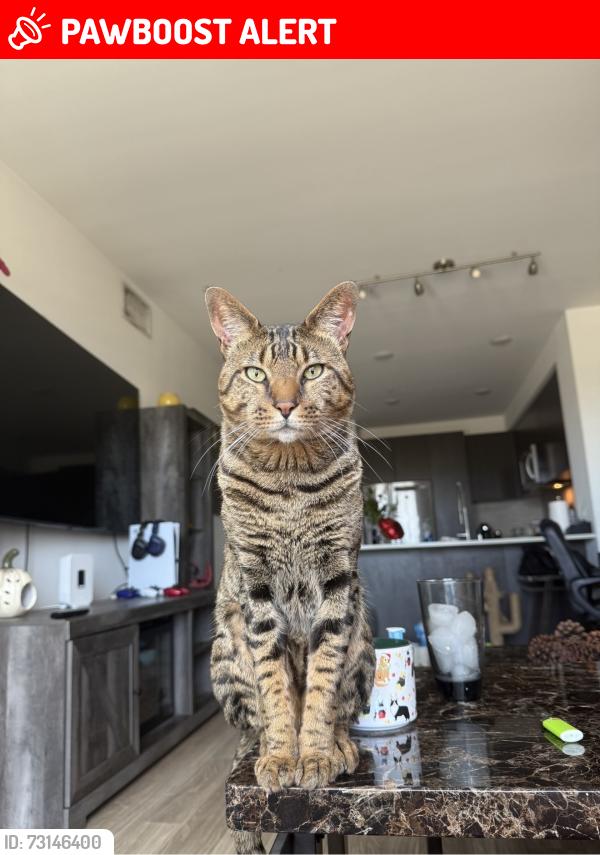 Lost Male Cat last seen Camino las ramblas / via california, San Juan Capistrano, CA 92675