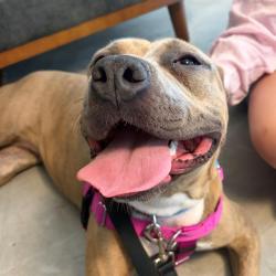 Shelter Stray Female Dog last seen Near, 2600 S Harding St, Indianapolis, IN 46221, USA
