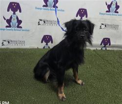 Shelter Stray Male Dog last seen , 2769 Conroy Rd, Orlando, FL 32839, USA