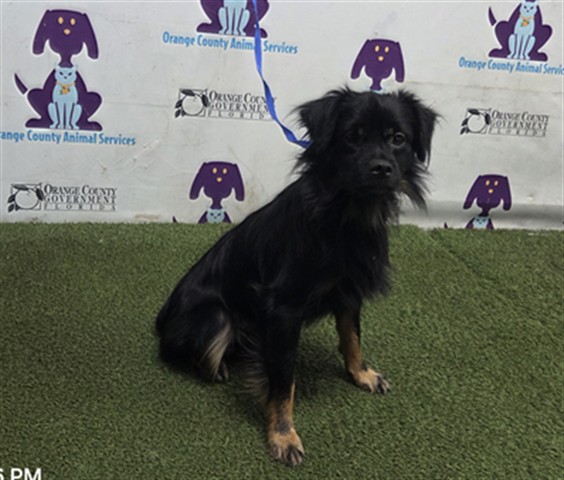 Shelter Stray Male Dog last seen , 2769 Conroy Rd, Orlando, FL 32839, USA