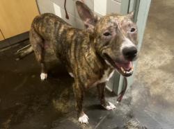 Shelter Stray Female Dog last seen , 957 N Gaffey St, San Pedro, CA 90731, USA
