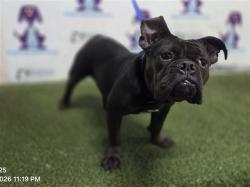 Shelter Stray Female Dog last seen , 2769 Conroy Rd, Orlando, FL 32839, USA